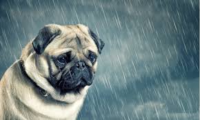 “运动小将”养成记：小狗食品营养配方大揭秘，提升耐力与爆发力