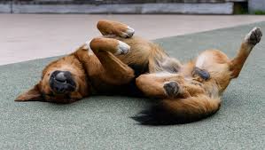 智能喂养新时代：AI算法定制小狗食品，科学助力狗狗运动表现