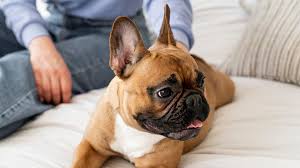 奥运冠军都在用的秘密武器？高能小狗食品，激发狗狗运动潜能