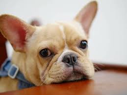 科技赋能宠物健康：小狗益生菌助力狗狗运动机能优化